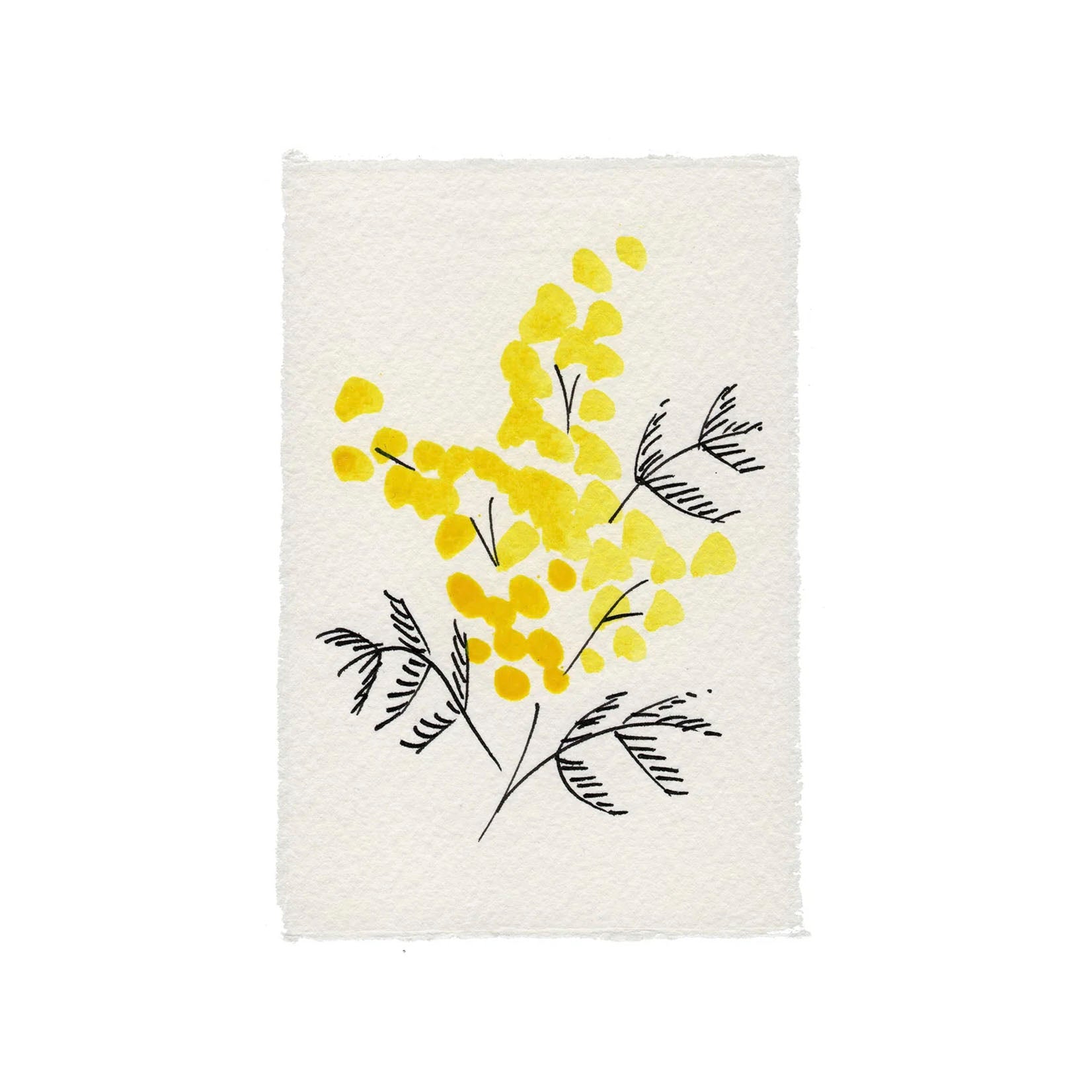 Scribble & Daub Klappkarte Mimose Mimose Blume handcoloriert handgemacht Büttenpapier