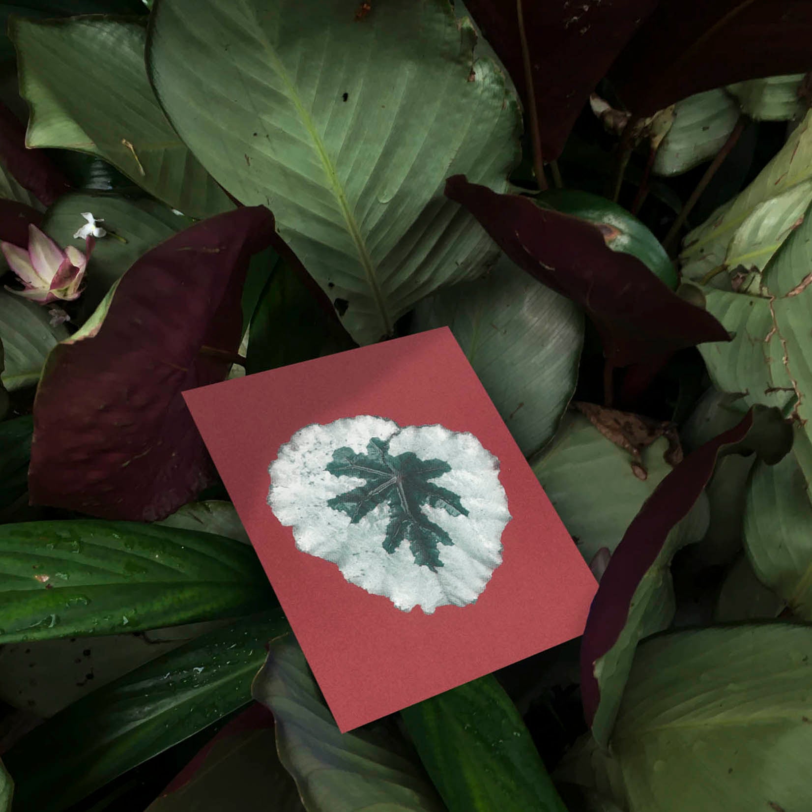 Bienvenue Studios Karten Small Print Collection Leaves Of Friendship Blätter Monstera Pflanzen