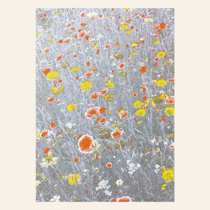 Gelbe und orange Blumen auf einer silbrig glänzenden Wiese in monochromem Grau