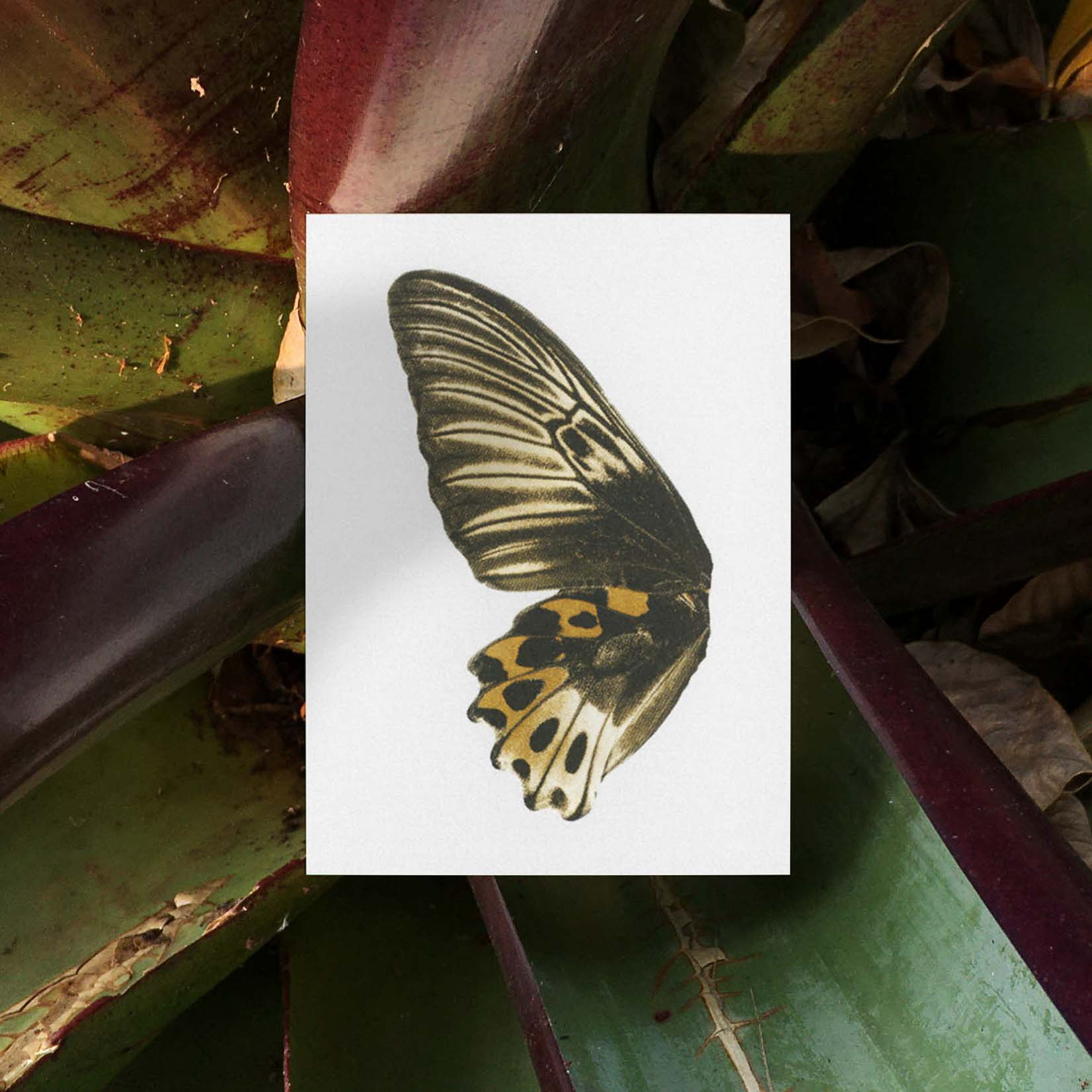 Bienvenue Studios small print collection Sun Fluttering Postkarte Karte Schmetterling Schmetterlinge