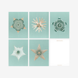 Bienvenue Studios Small Print Collection Ephemeral Blooming