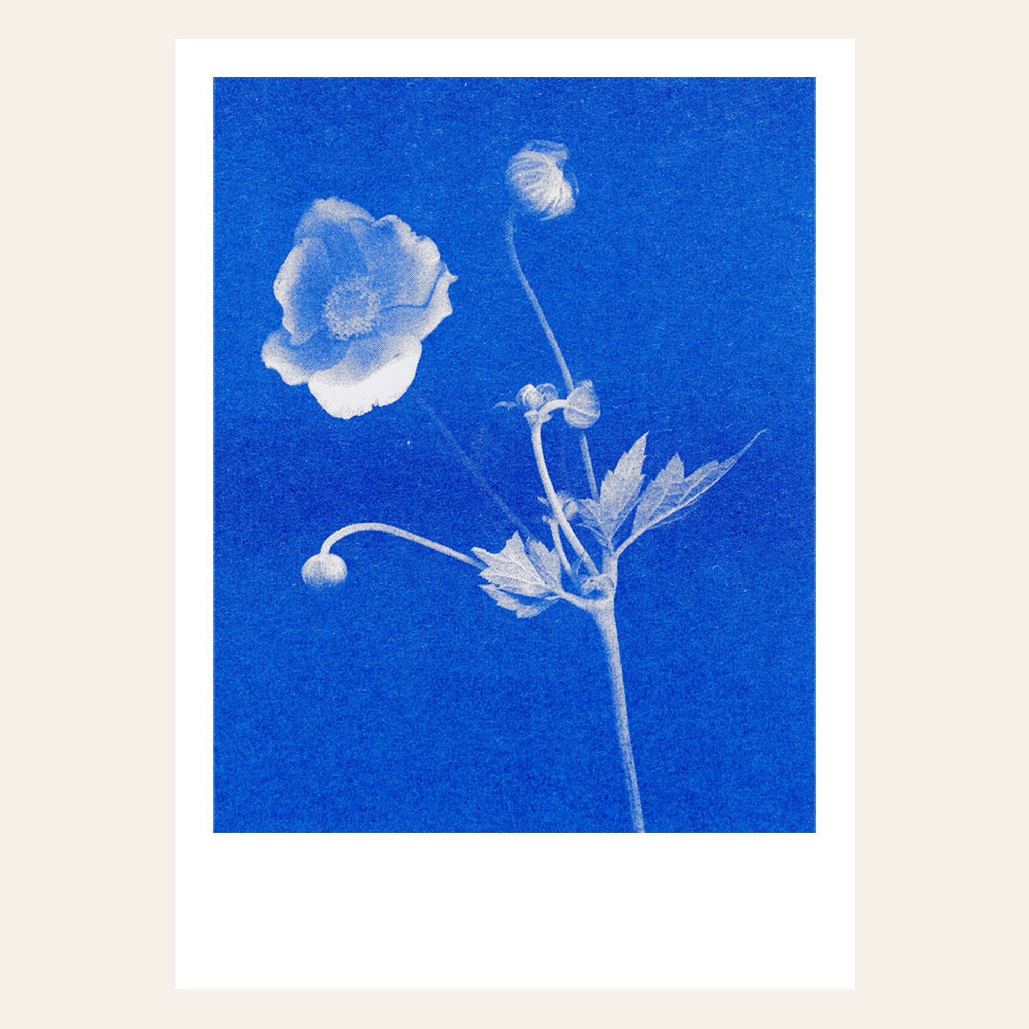Herr & Frau Rio Karte Postkarte Risographie Riso Druck Anemone