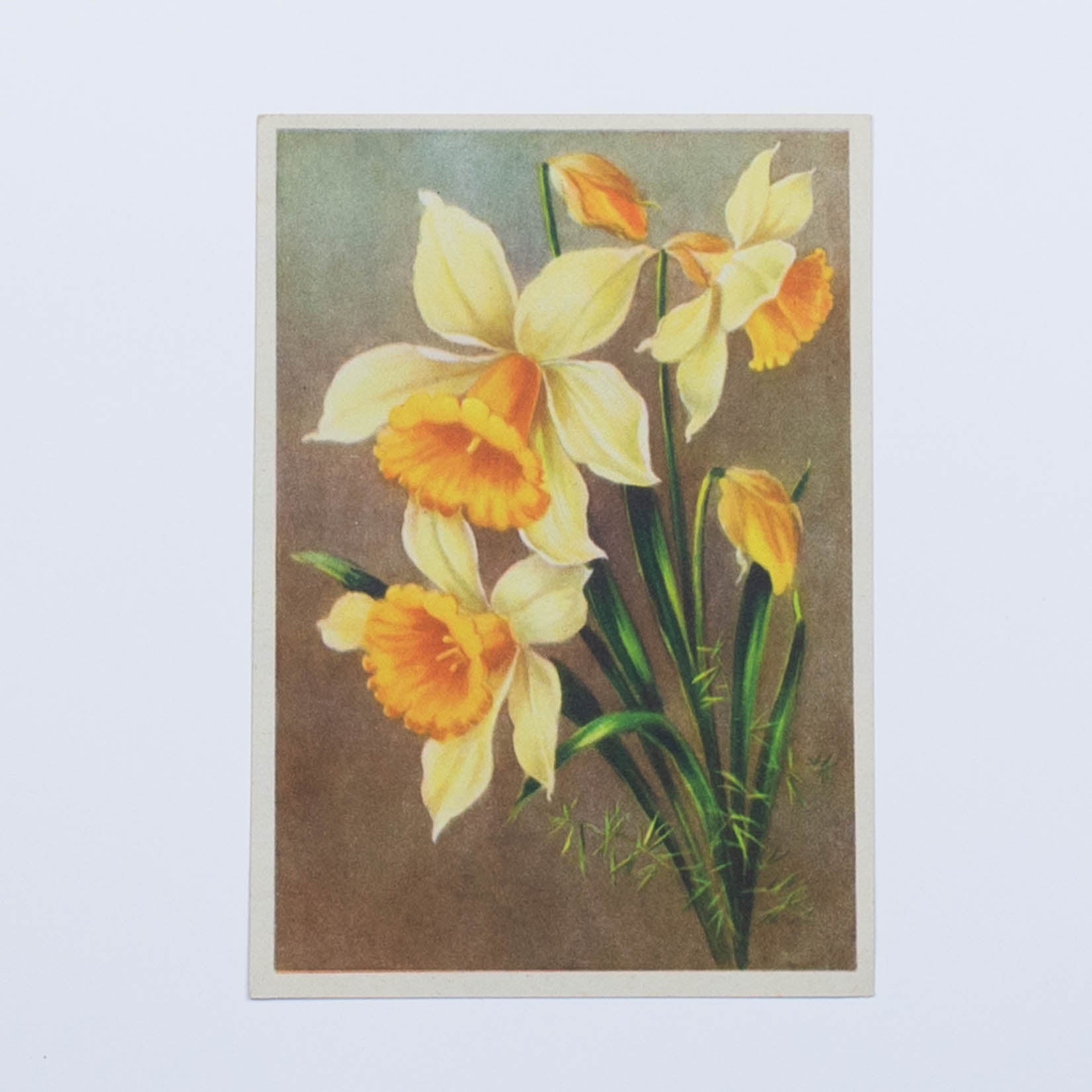 Vintage Postkarte Narzissen