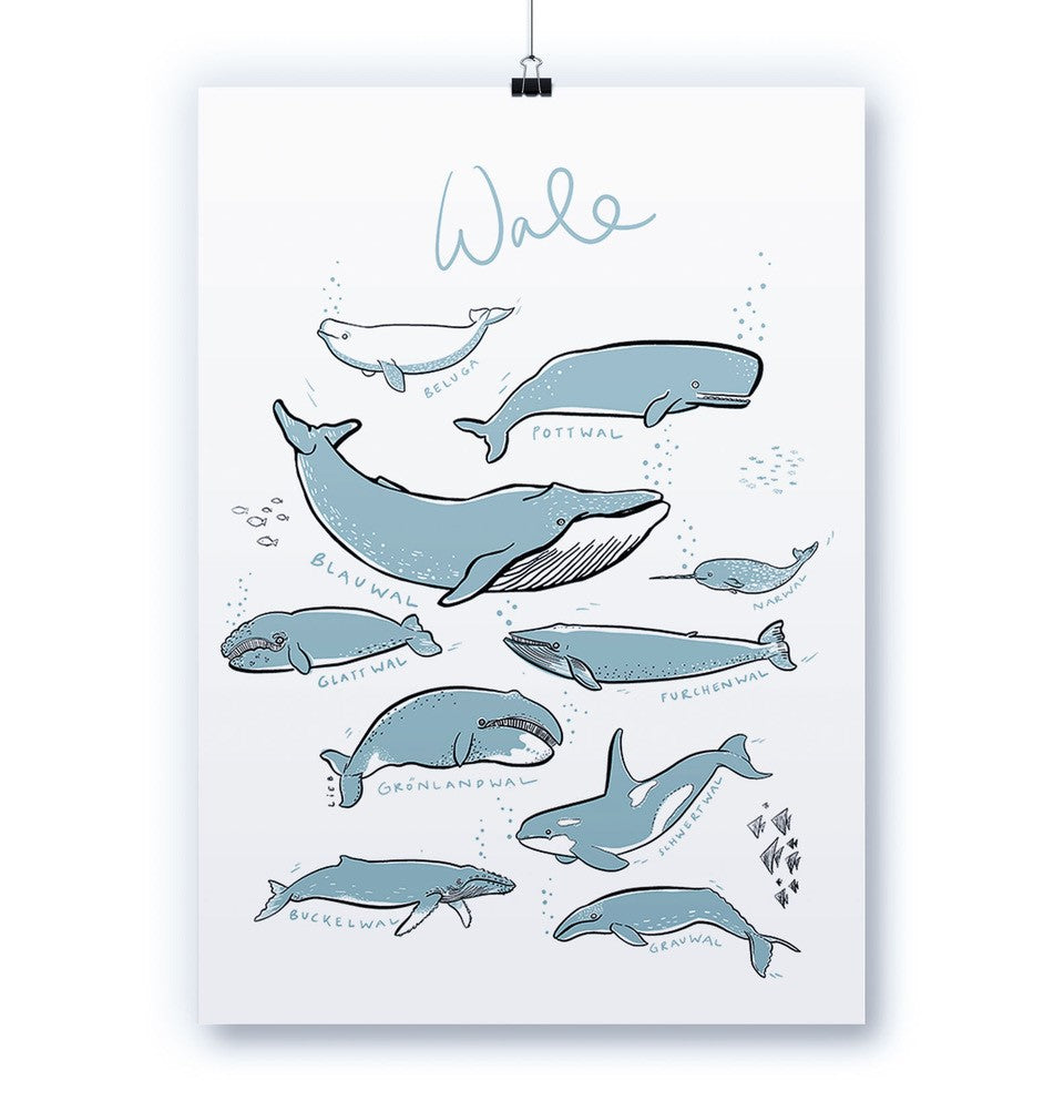 Werkstatt Höflich Letterpress Artprint Kunstdruck Poster Wal Fische –  paletti store